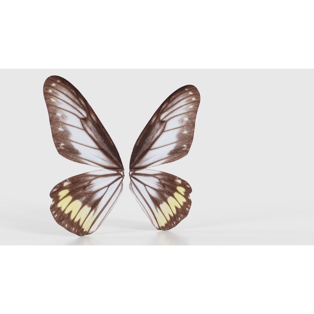 Common Rose Cethosia Biblis 3D Model – Low Poly Insect Asset, FBX, Blender - View 18