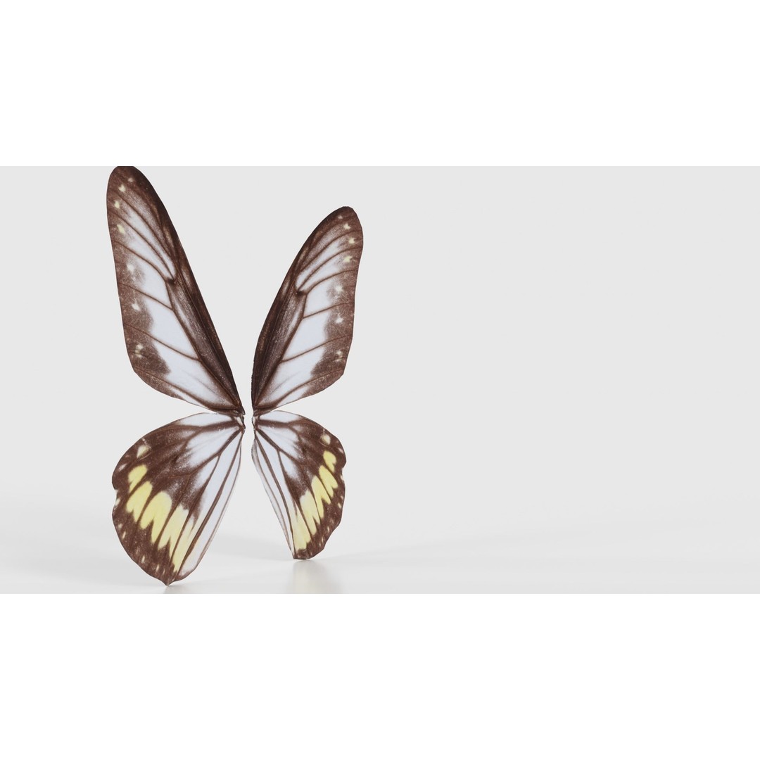 Common Rose Cethosia Biblis 3D Model – Low Poly Insect Asset, FBX, Blender - View 19