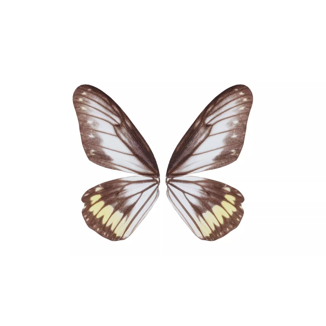 Common Rose Cethosia Biblis 3D Model – Low Poly Insect Asset, FBX, Blender - View 2