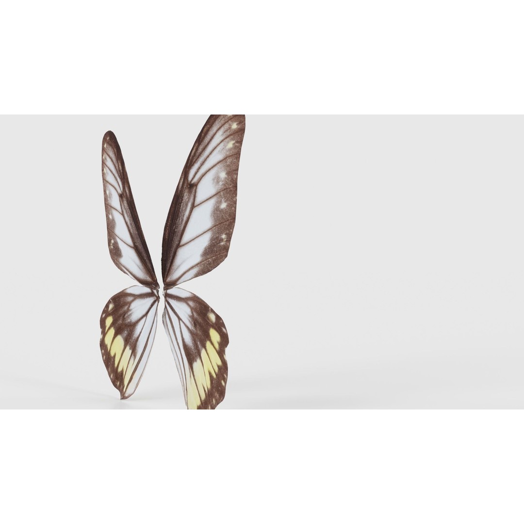 Common Rose Cethosia Biblis 3D Model – Low Poly Insect Asset, FBX, Blender - View 21