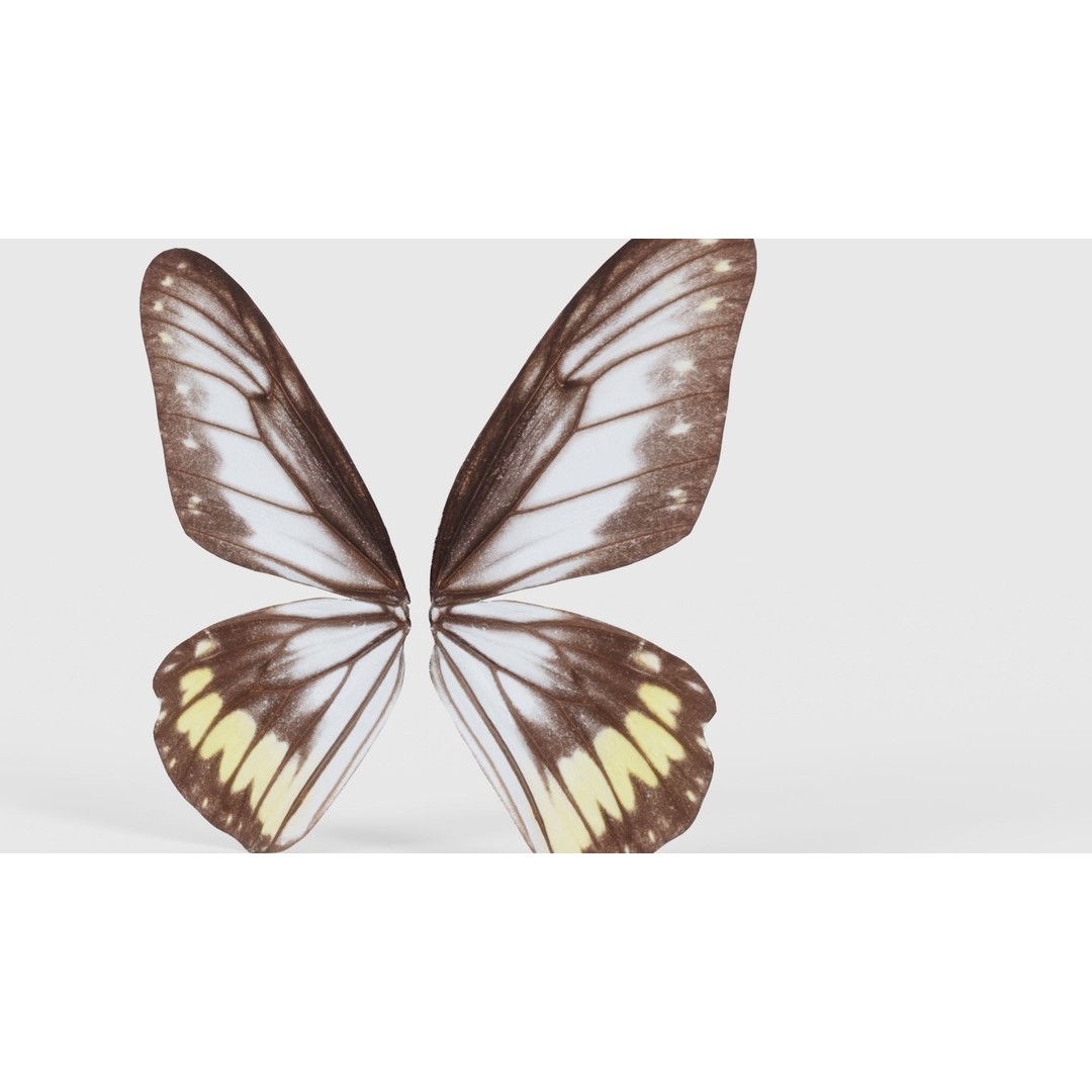Common Rose Cethosia Biblis 3D Model – Low Poly Insect Asset, FBX, Blender - View 22