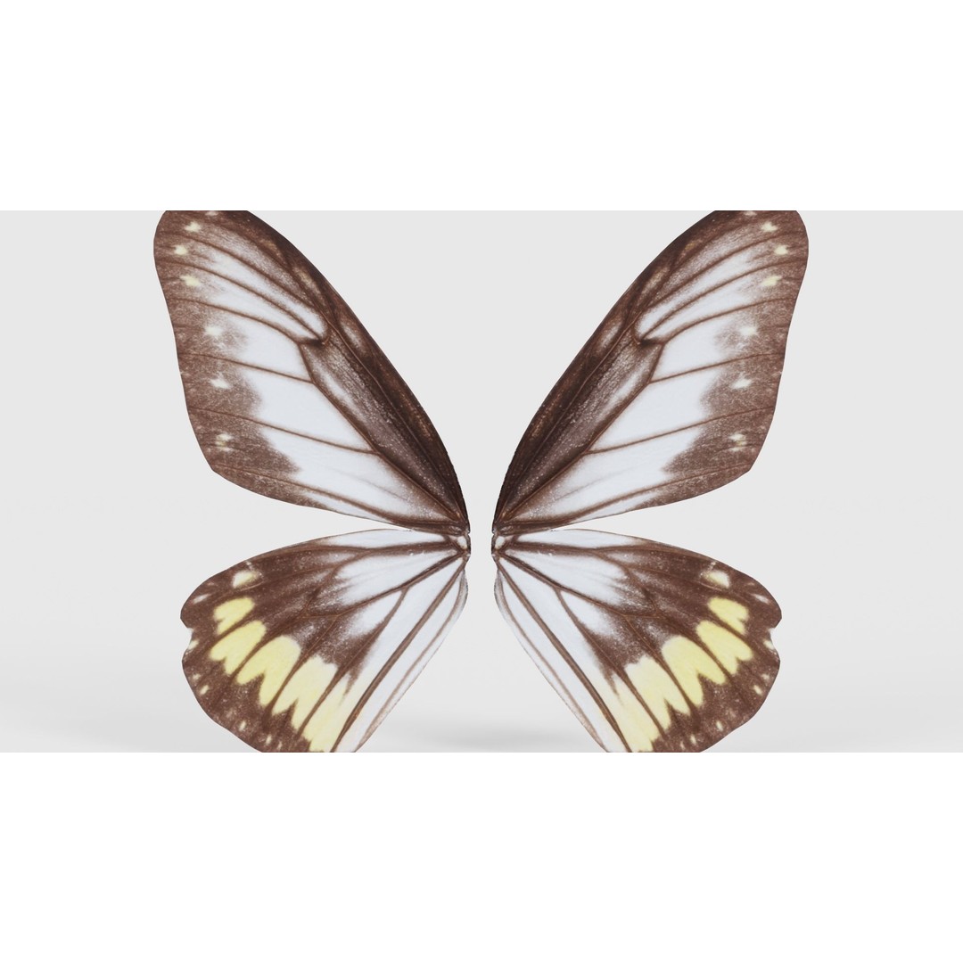 Common Rose Cethosia Biblis 3D Model – Low Poly Insect Asset, FBX, Blender - View 23
