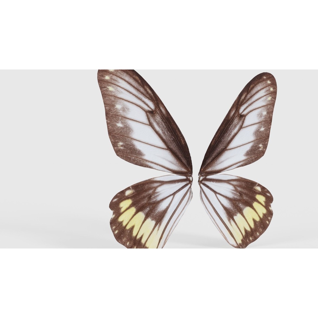 Common Rose Cethosia Biblis 3D Model – Low Poly Insect Asset, FBX, Blender - View 24