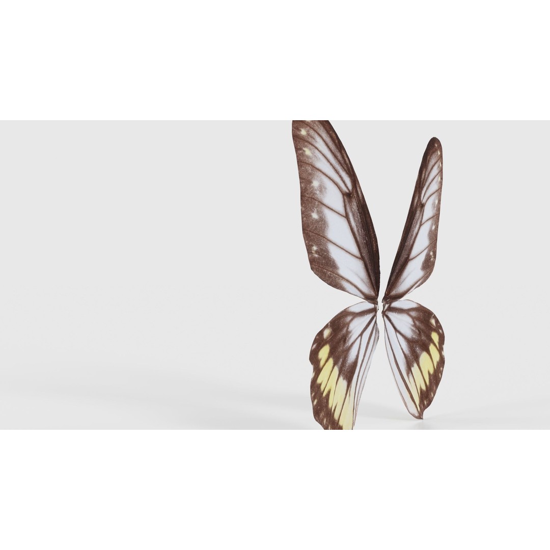 Common Rose Cethosia Biblis 3D Model – Low Poly Insect Asset, FBX, Blender - View 25