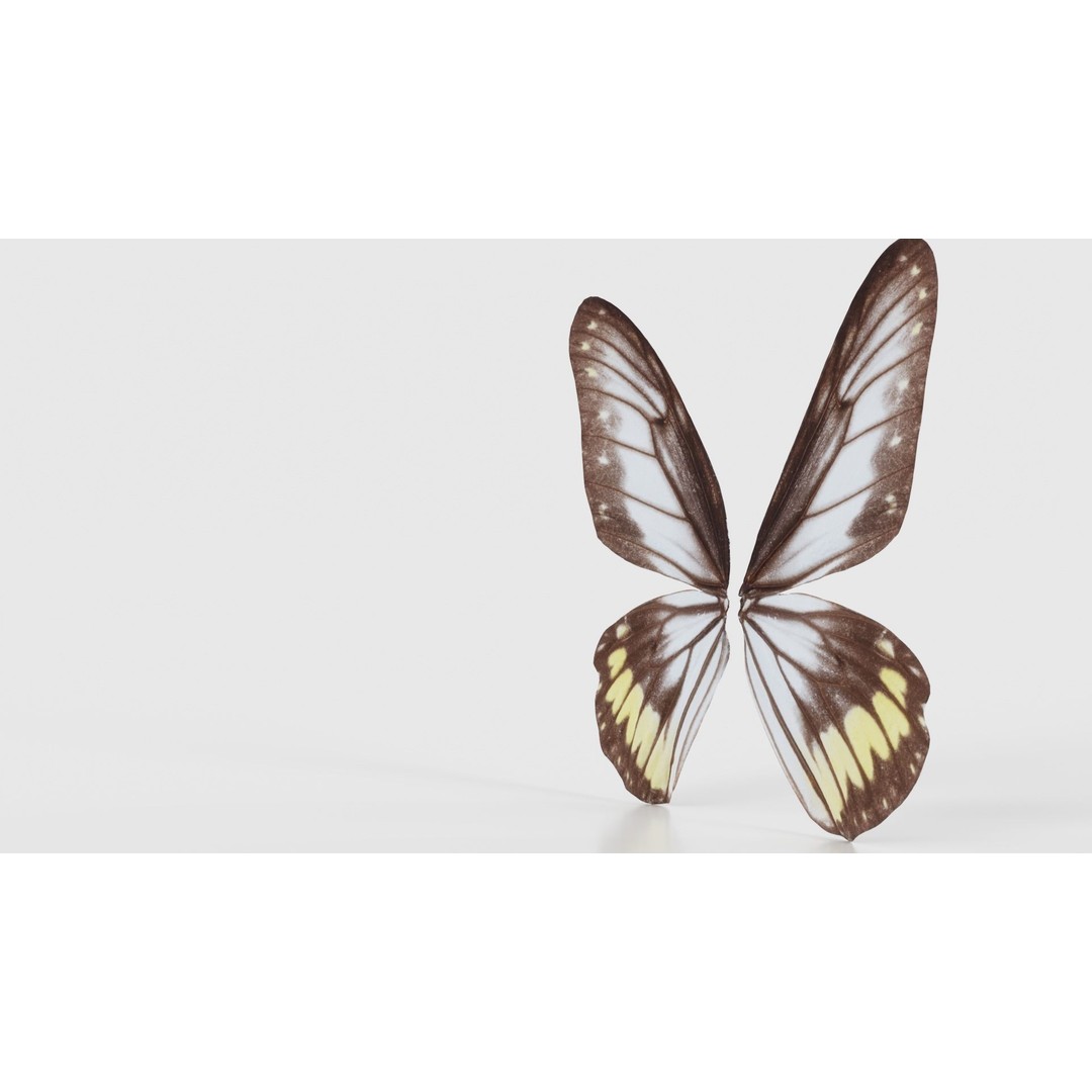 Common Rose Cethosia Biblis 3D Model – Low Poly Insect Asset, FBX, Blender - View 27