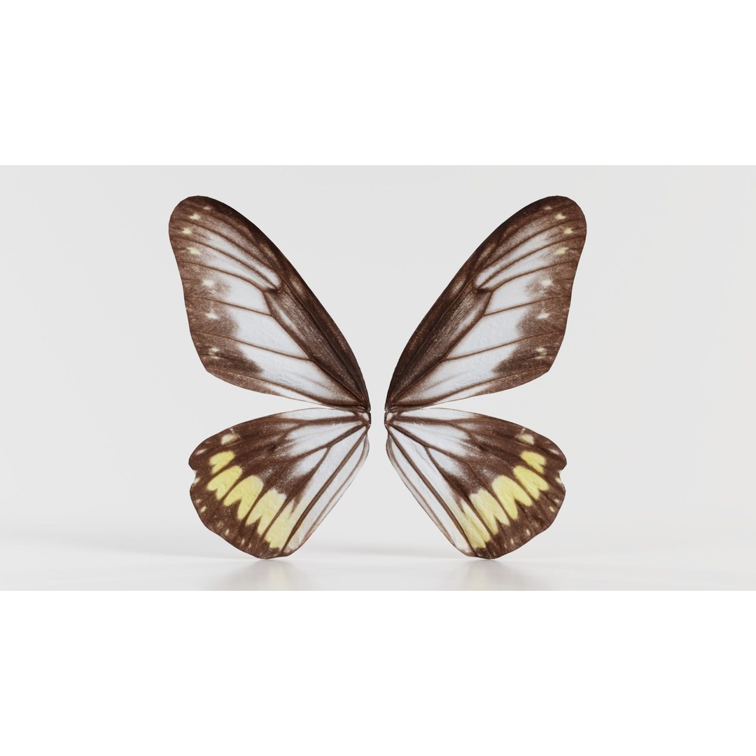 Common Rose Cethosia Biblis 3D Model – Low Poly Insect Asset, FBX, Blender - View 3