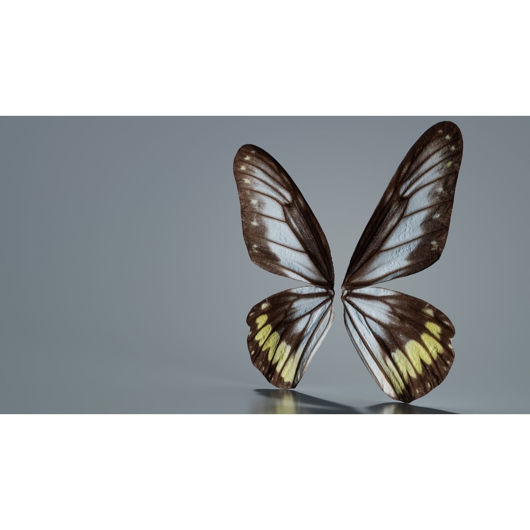 Common Rose Cethosia Biblis 3D Model – Low Poly Insect Asset, FBX, Blender - View 4