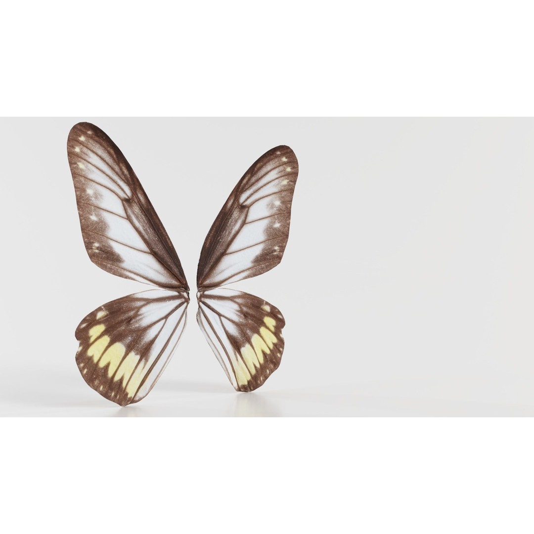 Common Rose Cethosia Biblis 3D Model – Low Poly Insect Asset, FBX, Blender - View 5