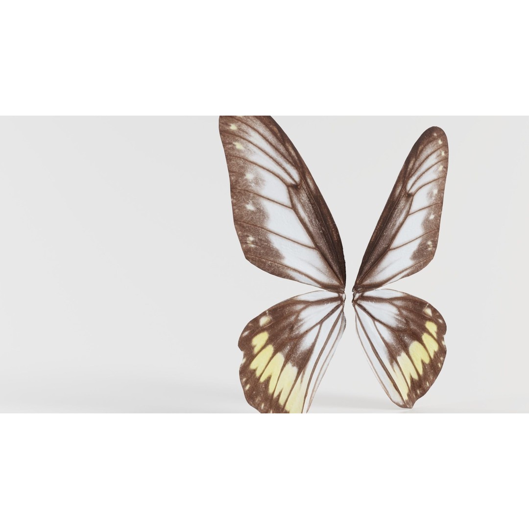 Common Rose Cethosia Biblis 3D Model – Low Poly Insect Asset, FBX, Blender - View 8