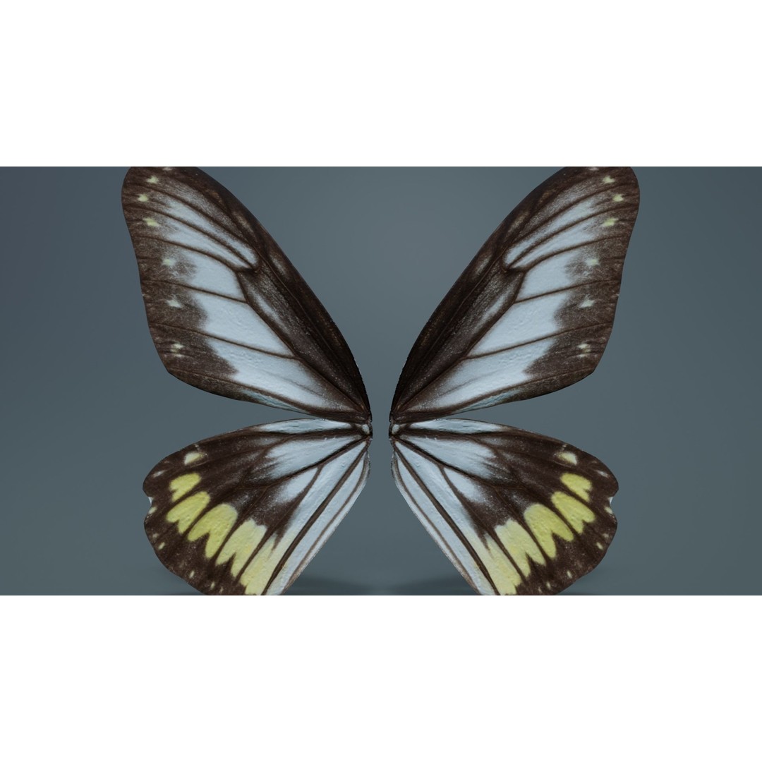 Common Rose Cethosia Biblis 3D Model – Low Poly Insect Asset, FBX, Blender - View 9