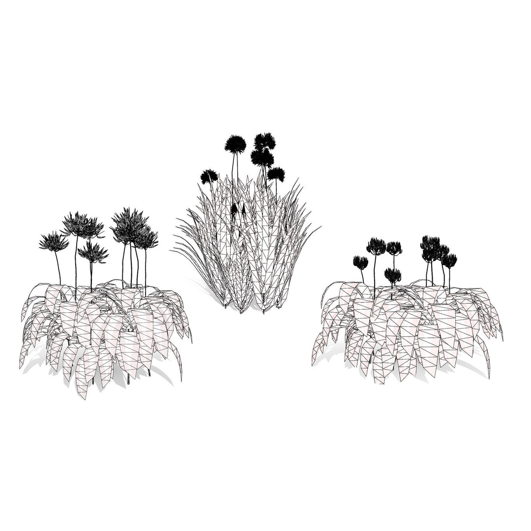 Flander Agapanthus Flowering Plants 3D Model – Low Poly PBR Asset, FBX
