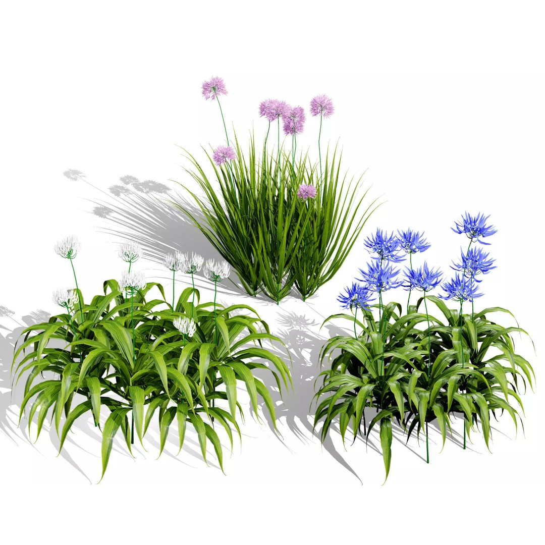 Flander Agapanthus Flowering Plants 3D Model – Low Poly PBR Asset, FBX - View 2