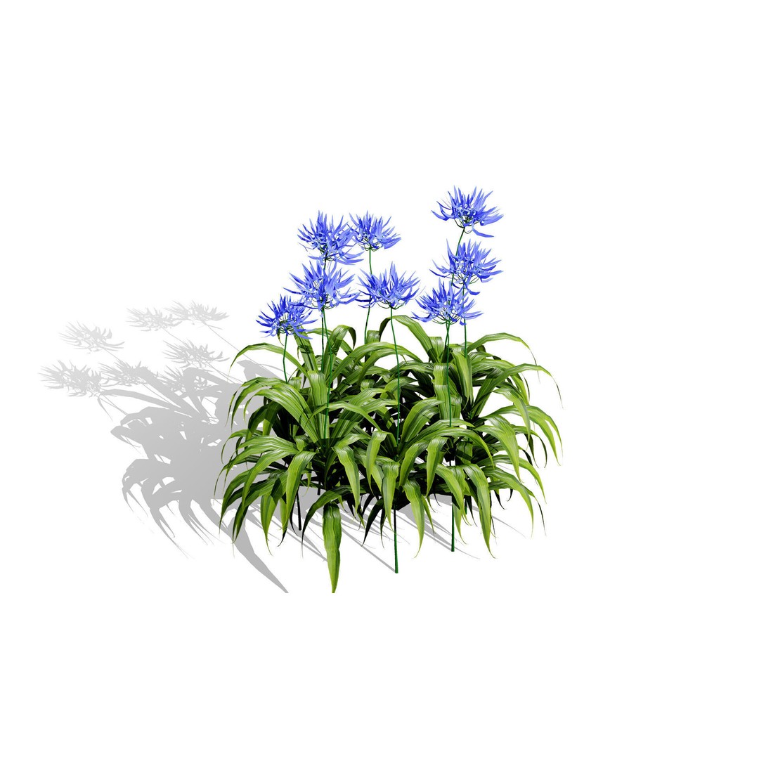Flander Agapanthus Flowering Plants 3D Model – Low Poly PBR Asset, FBX - View 3