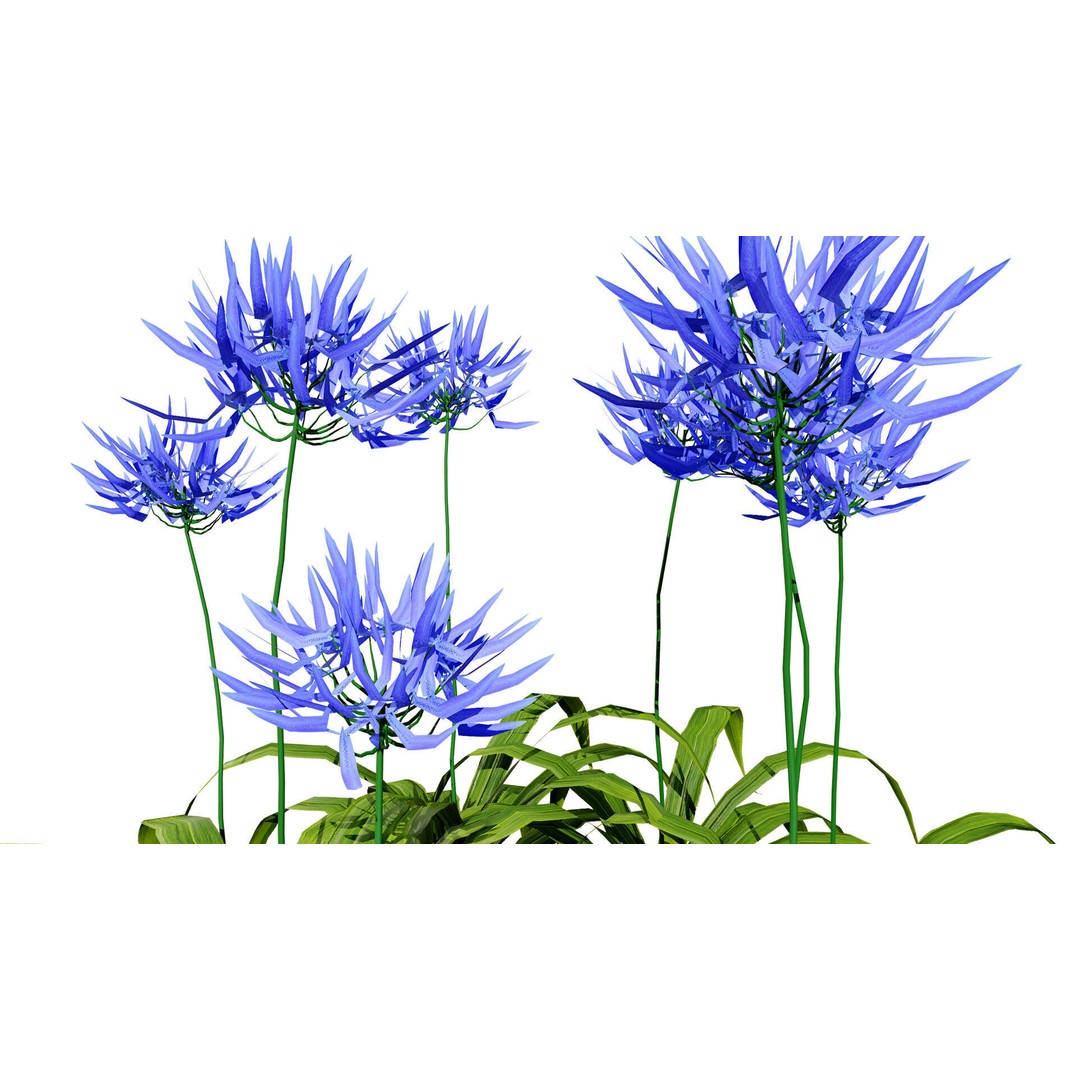 Flander Agapanthus Flowering Plants 3D Model – Low Poly PBR Asset, FBX - View 4