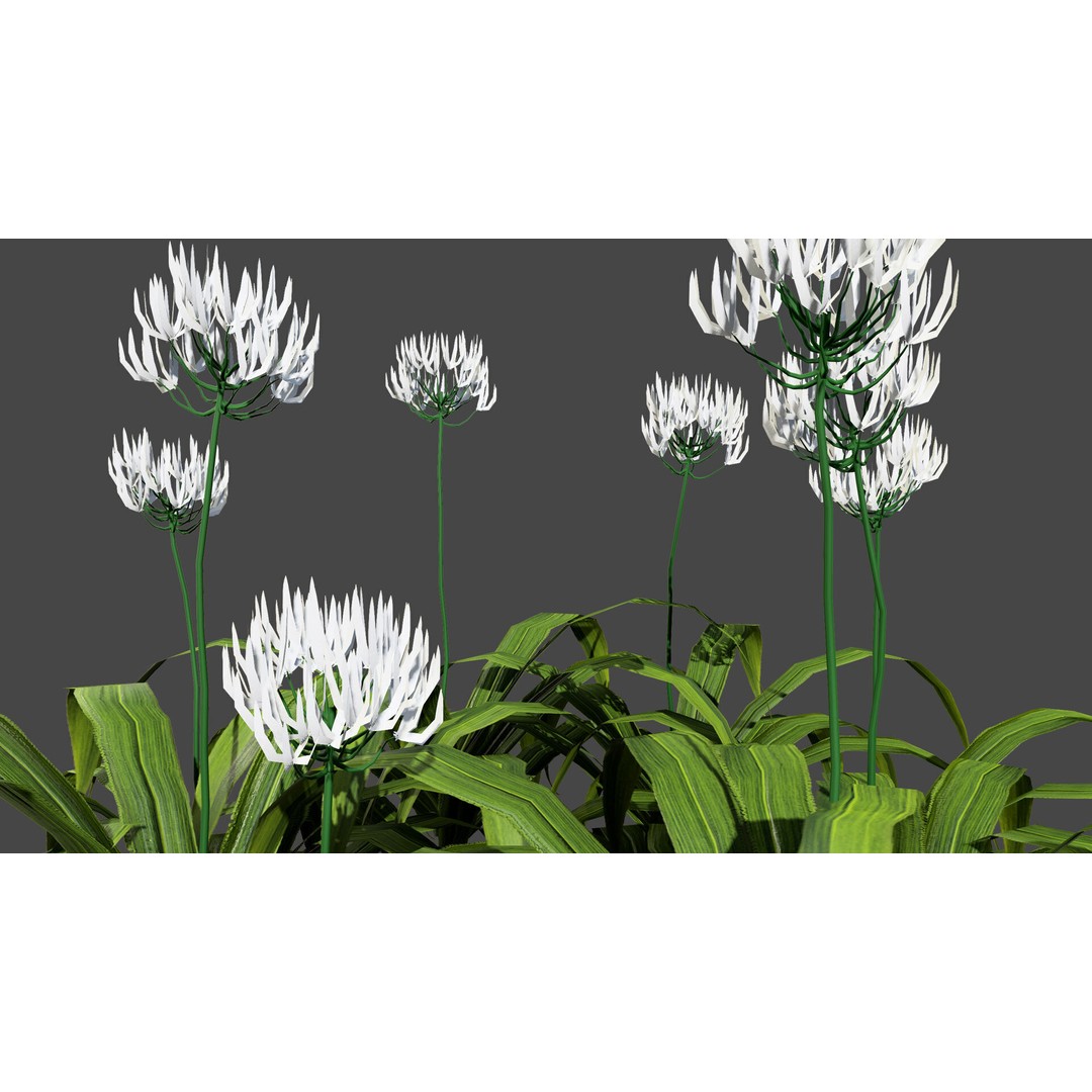 Flander Agapanthus Flowering Plants 3D Model – Low Poly PBR Asset, FBX - View 5