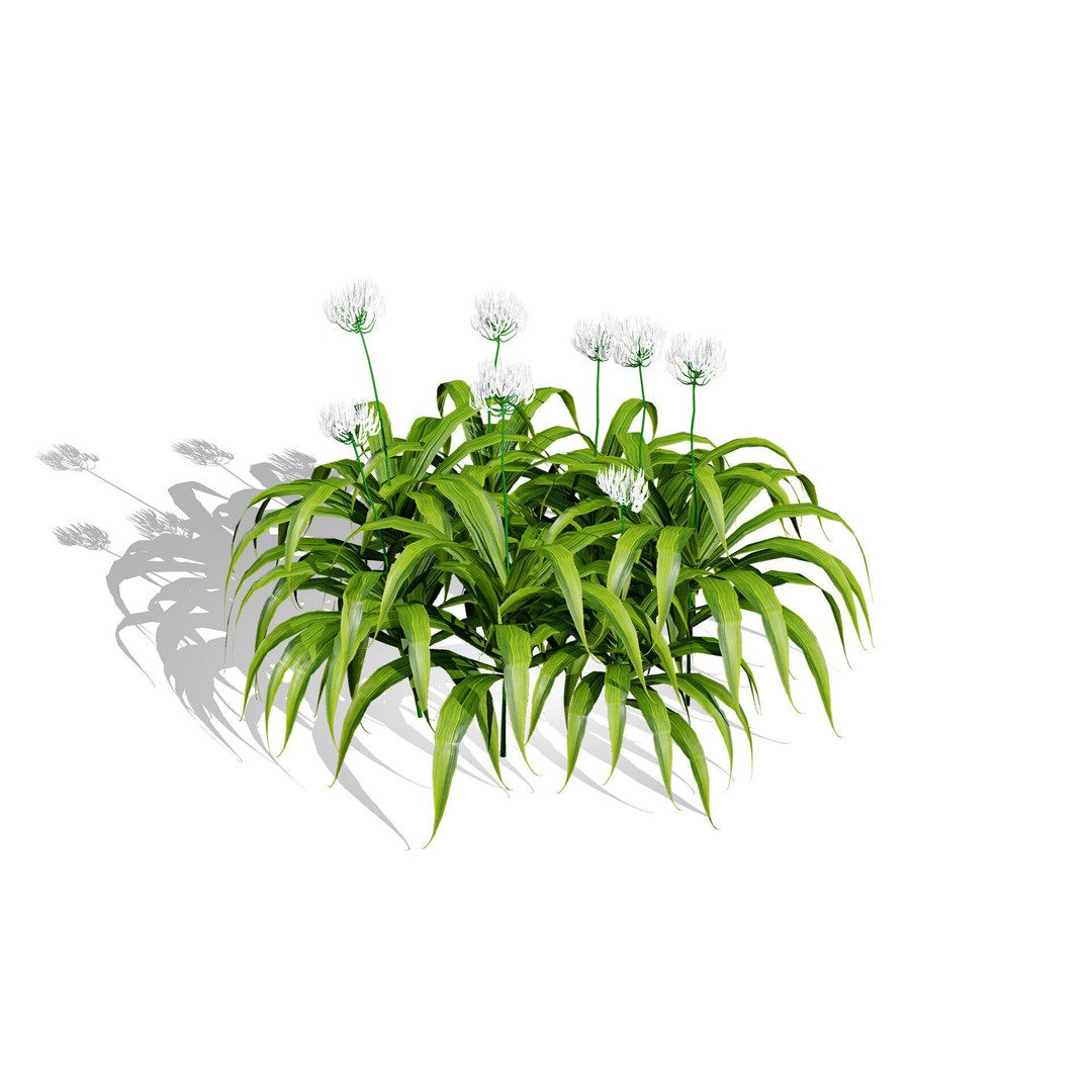 Flander Agapanthus Flowering Plants 3D Model – Low Poly PBR Asset, FBX - View 6
