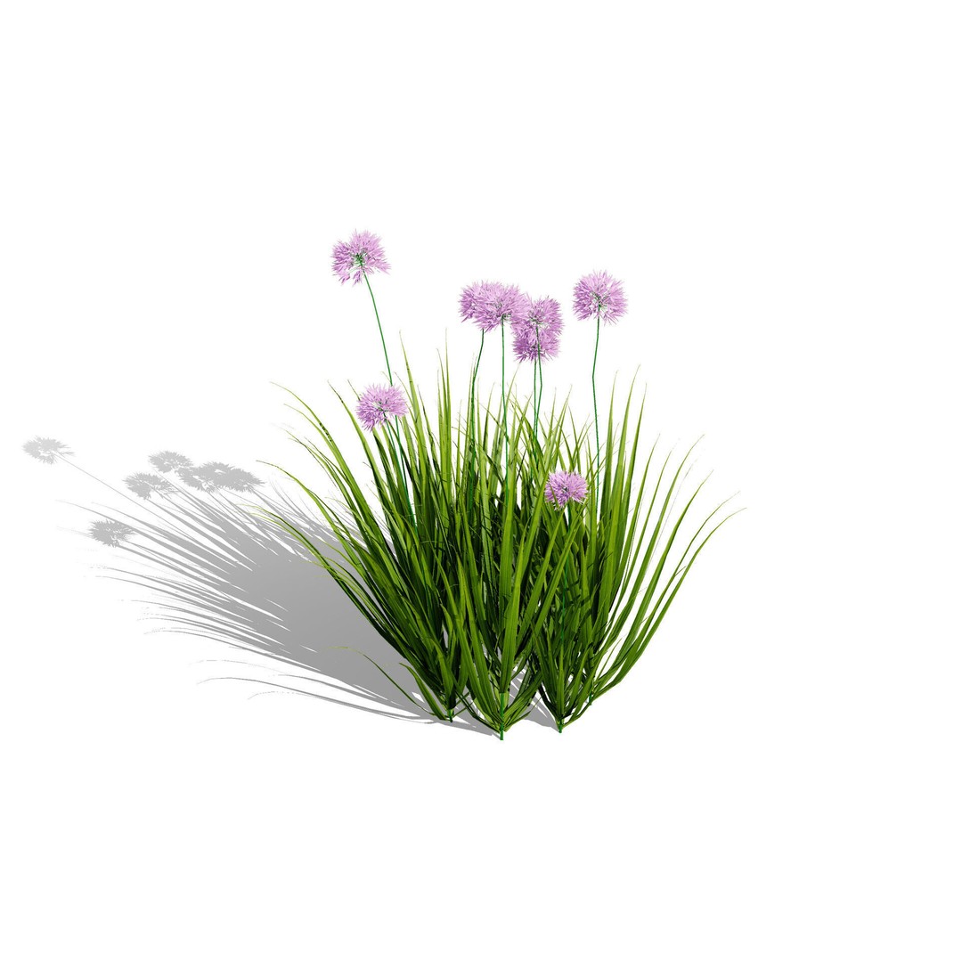 Flander Agapanthus Flowering Plants 3D Model – Low Poly PBR Asset, FBX - View 7