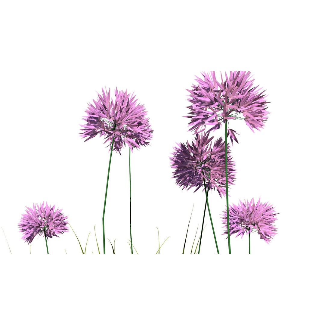 Flander Agapanthus Flowering Plants 3D Model – Low Poly PBR Asset, FBX - View 9