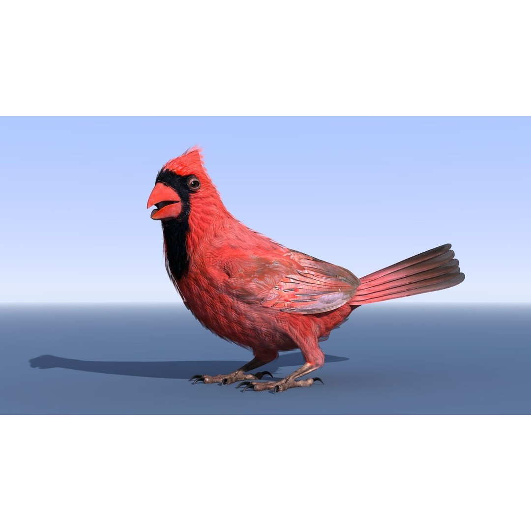 Northern Cardinal 3D Model – Rigged Animated Low-Poly for Blender, FBX - View 10