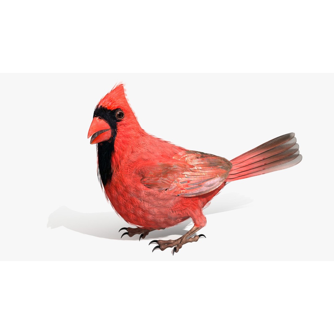 Northern Cardinal 3D Model – Rigged Animated Low-Poly for Blender, FBX - View 11