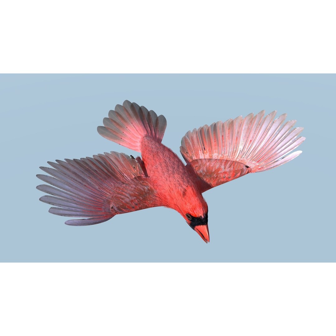 Northern Cardinal 3D Model – Rigged Animated Low-Poly for Blender, FBX - View 12