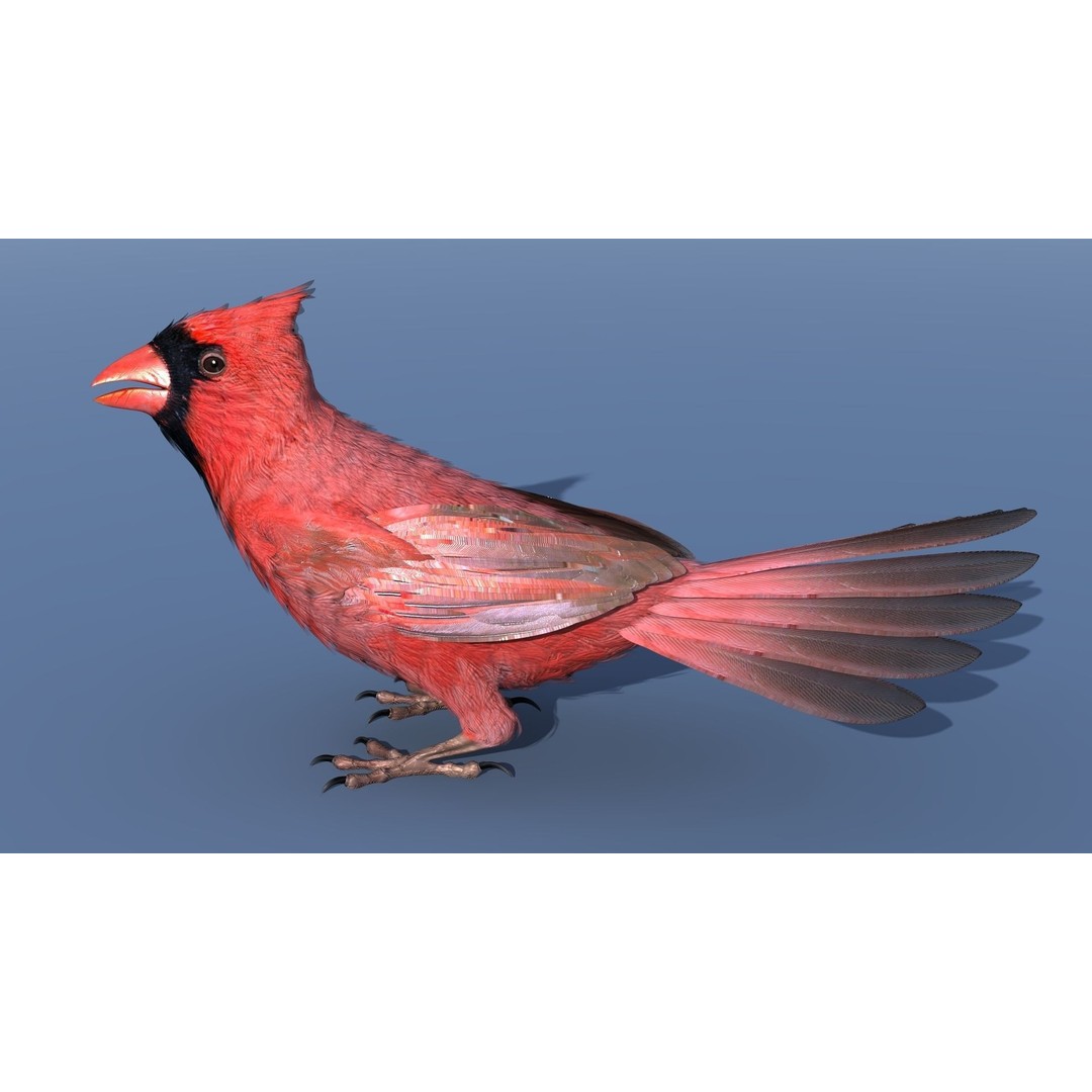 Northern Cardinal 3D Model – Rigged Animated Low-Poly for Blender, FBX - View 14
