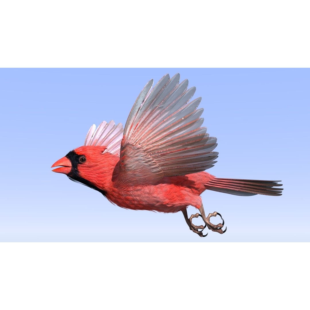 Northern Cardinal 3D Model – Rigged Animated Low-Poly for Blender, FBX - View 16