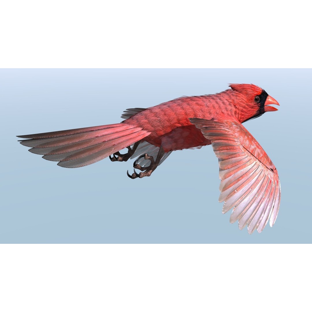 Northern Cardinal 3D Model – Rigged Animated Low-Poly for Blender, FBX - View 18