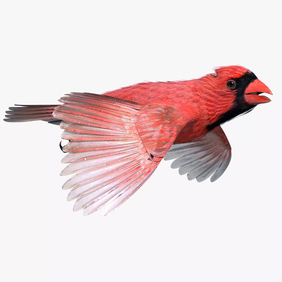 Northern Cardinal 3D Model – Rigged Animated Low-Poly for Blender, FBX - View 2