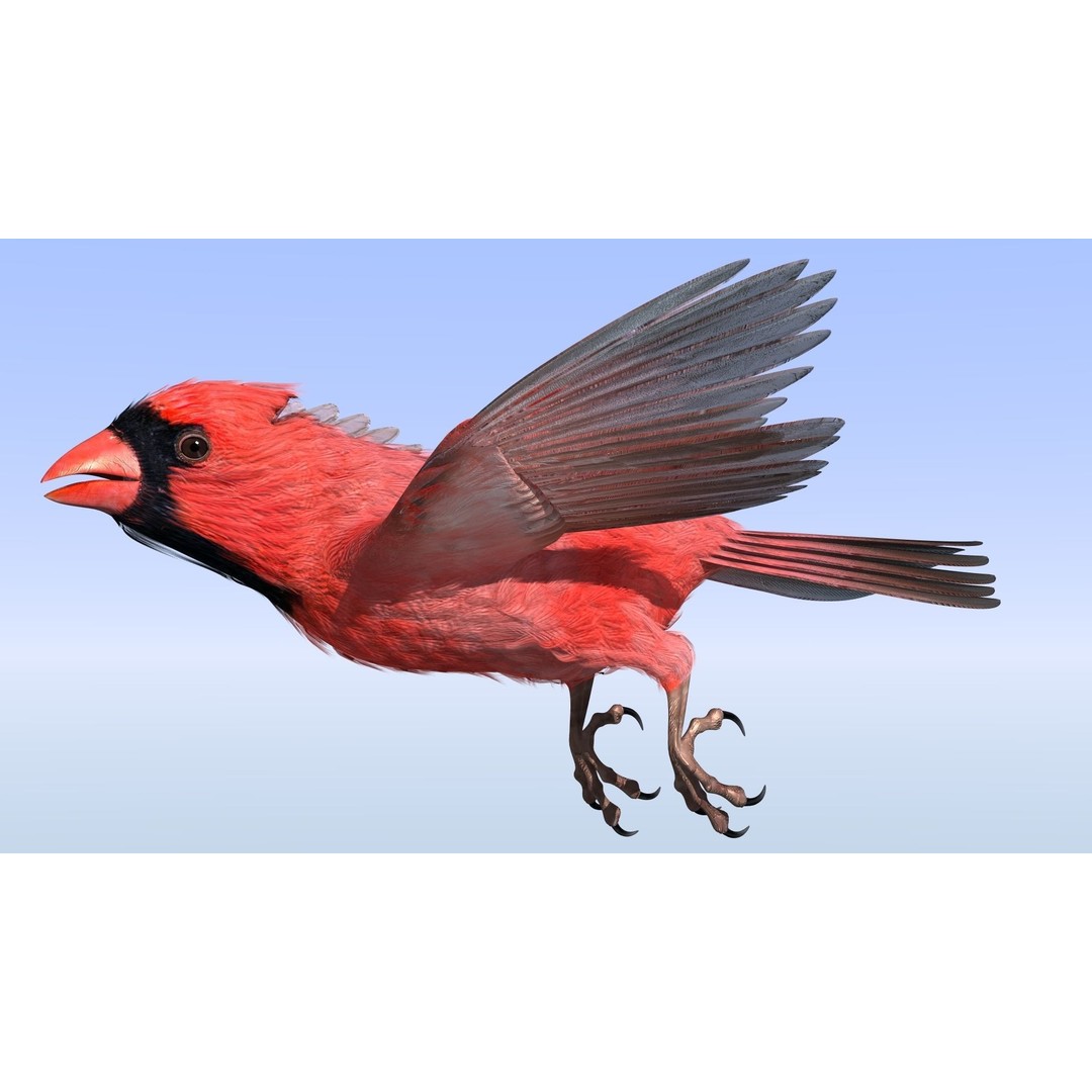 Northern Cardinal 3D Model – Rigged Animated Low-Poly for Blender, FBX - View 20