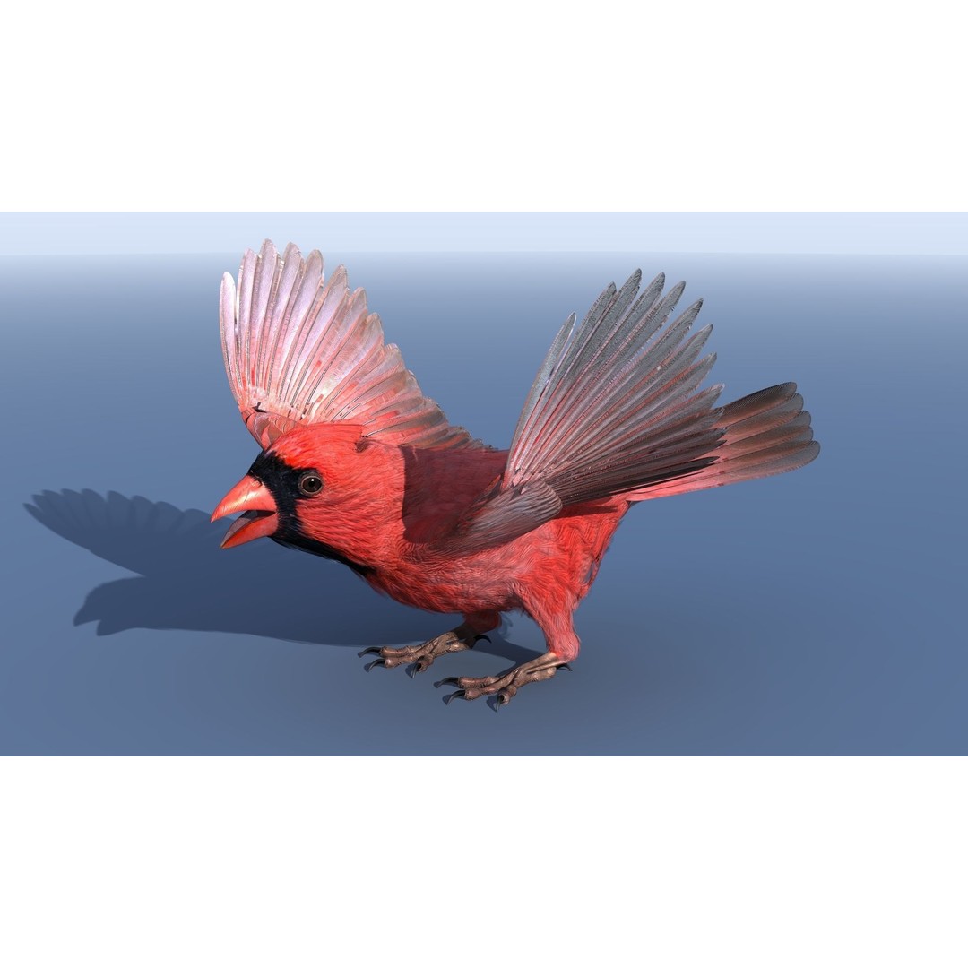 Northern Cardinal 3D Model – Rigged Animated Low-Poly for Blender, FBX - View 21