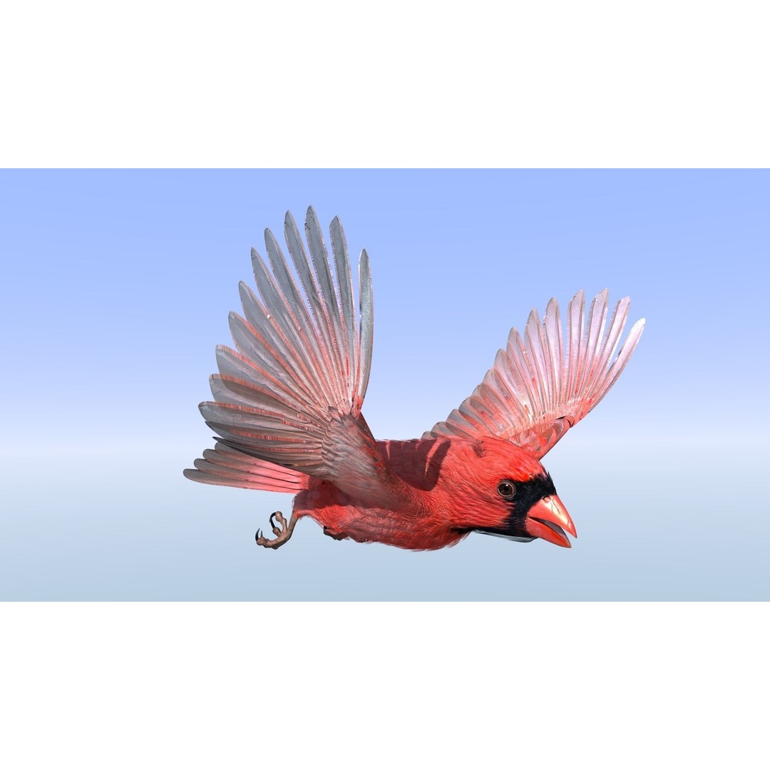 Northern Cardinal 3D Model – Rigged Animated Low-Poly for Blender, FBX - View 3