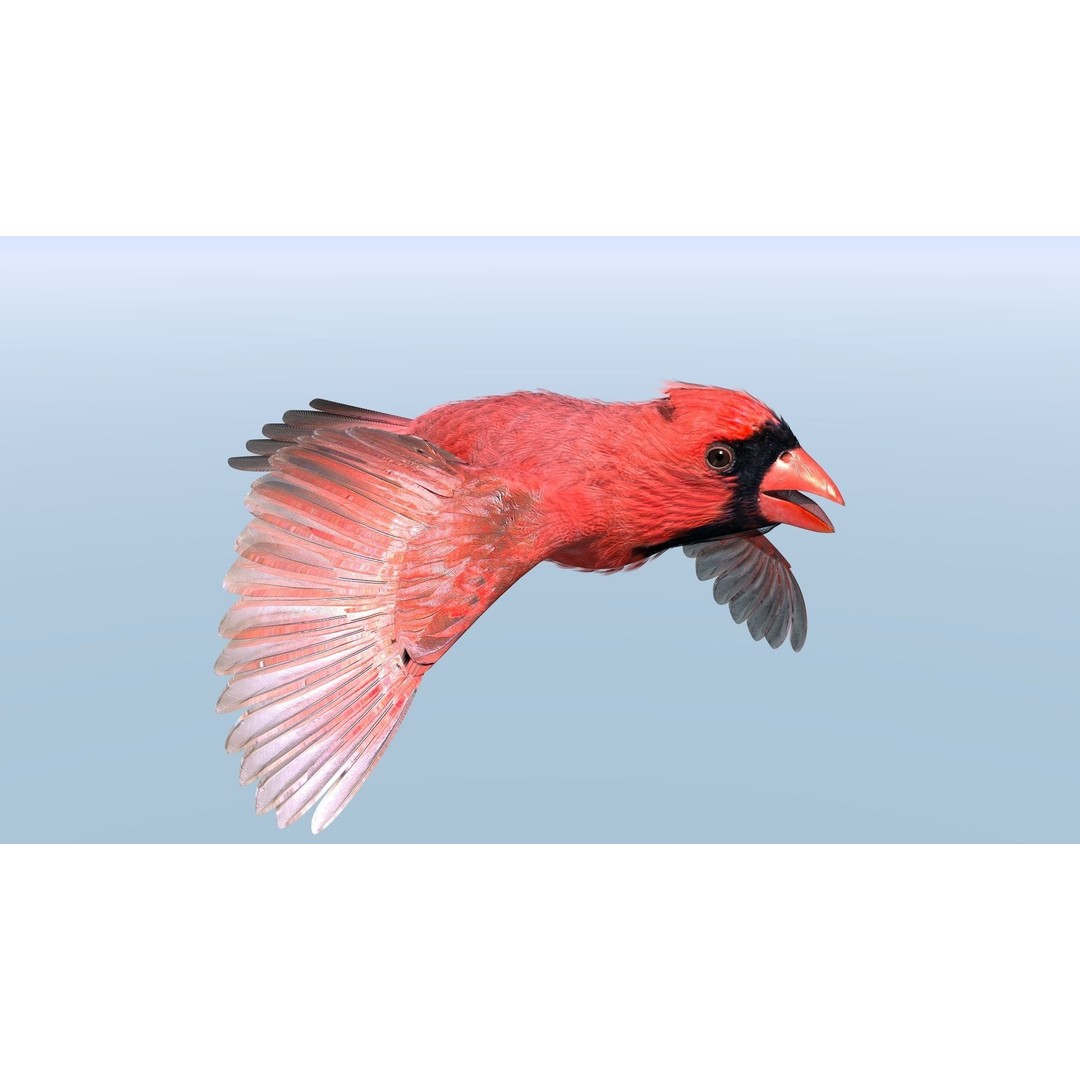 Northern Cardinal 3D Model – Rigged Animated Low-Poly for Blender, FBX - View 4