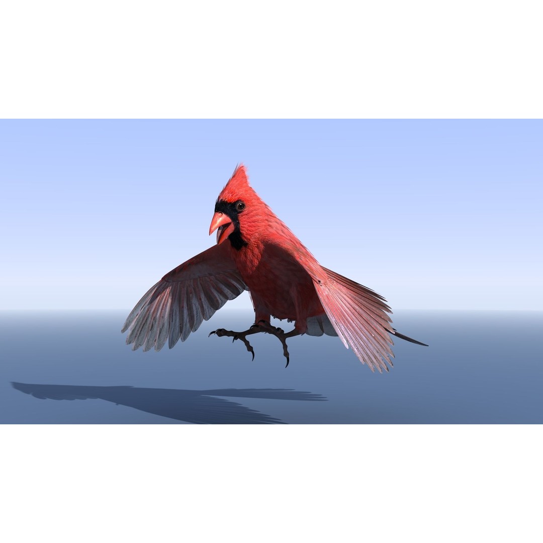 Northern Cardinal 3D Model – Rigged Animated Low-Poly for Blender, FBX - View 6
