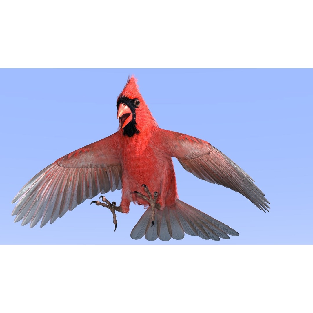 Northern Cardinal 3D Model – Rigged Animated Low-Poly for Blender, FBX - View 8