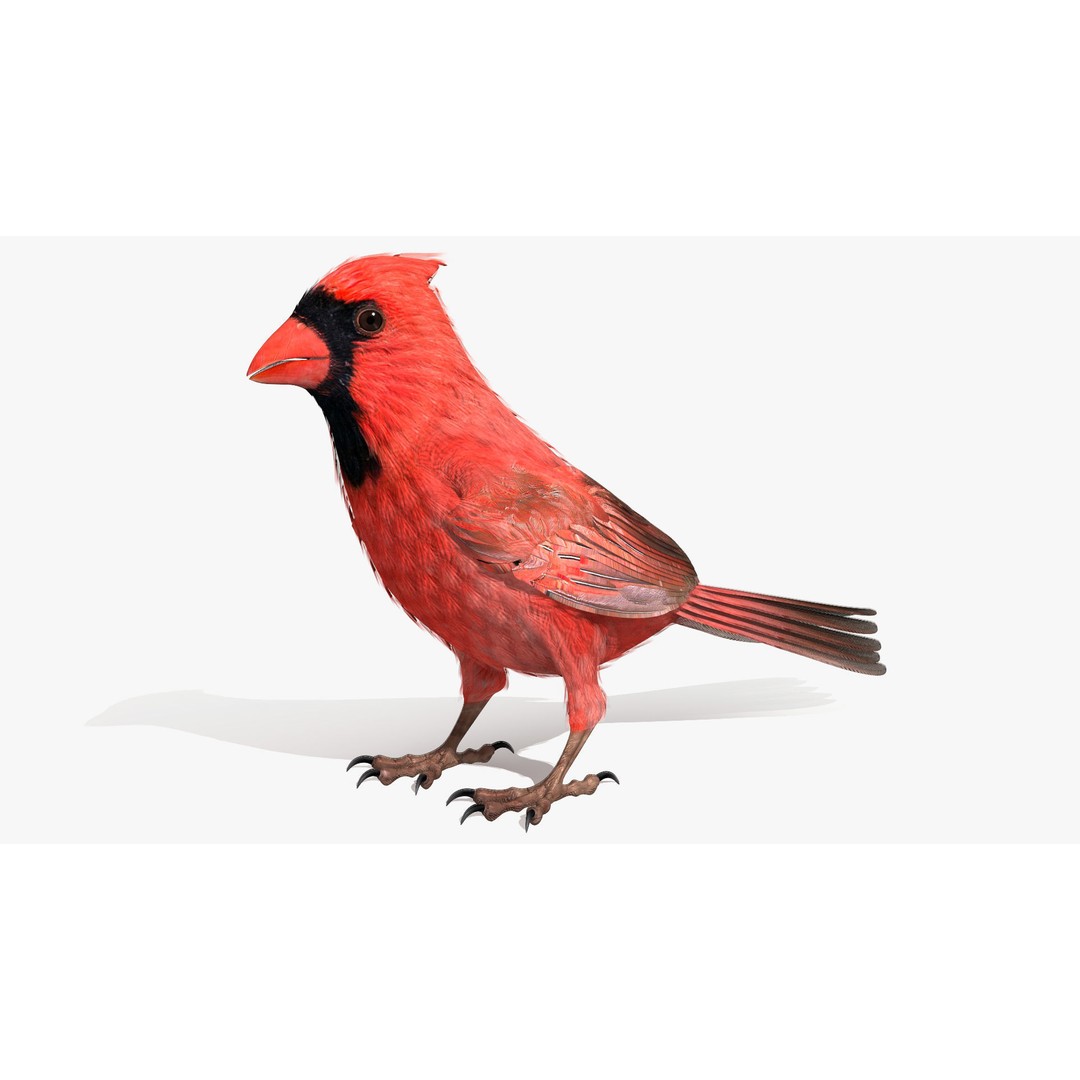 Northern Cardinal 3D Model – Rigged Animated Low-Poly for Blender, FBX - View 9