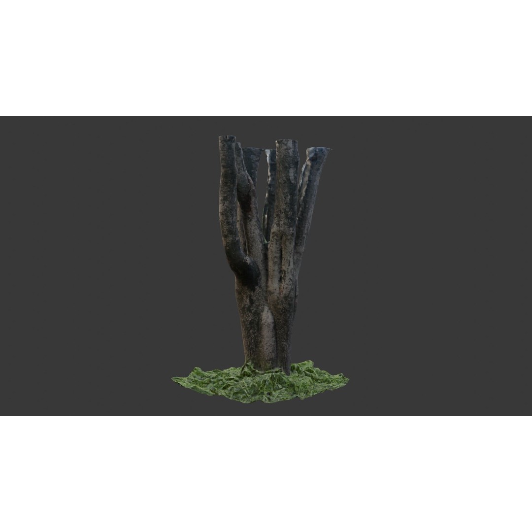 Multi-Stemmed Tree Trunk 3D Model – Low Poly Scanned Asset, Game Ready