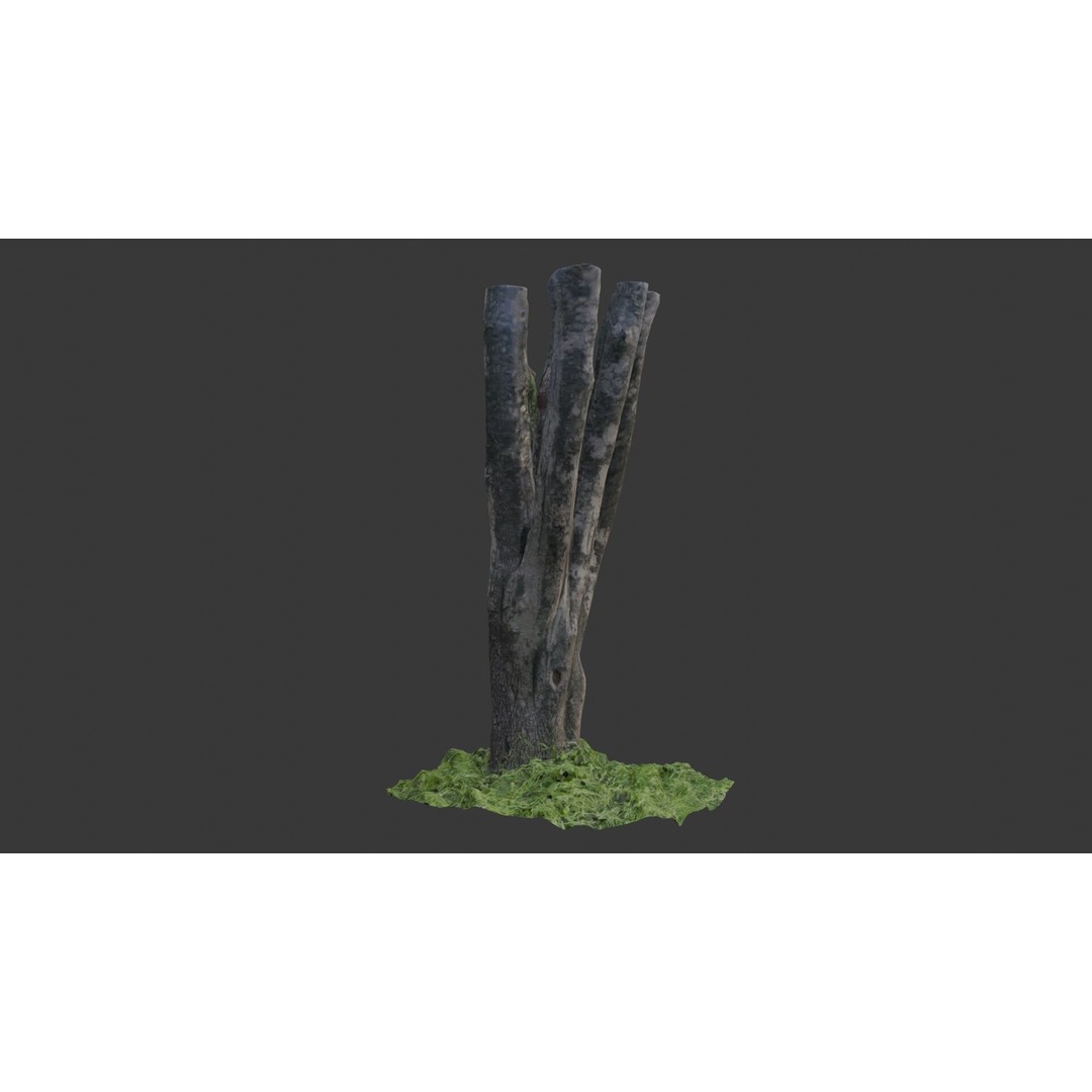 Multi-Stemmed Tree Trunk 3D Model – Low Poly Scanned Asset, Game Ready - View 6