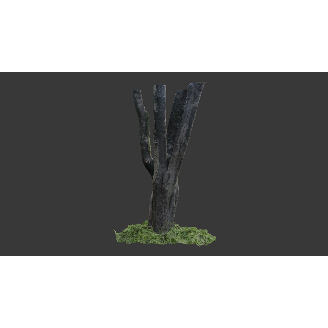 Multi-Stemmed Tree Trunk 3D Model – Low Poly Scanned Asset, Game Ready - View 7