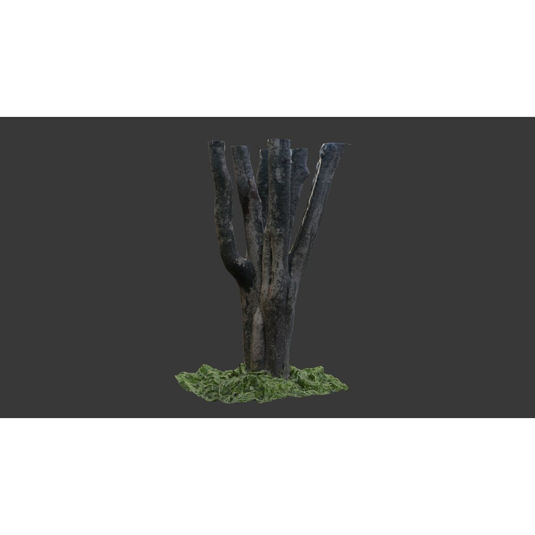 Multi-Stemmed Tree Trunk 3D Model – Low Poly Scanned Asset, Game Ready - View 8
