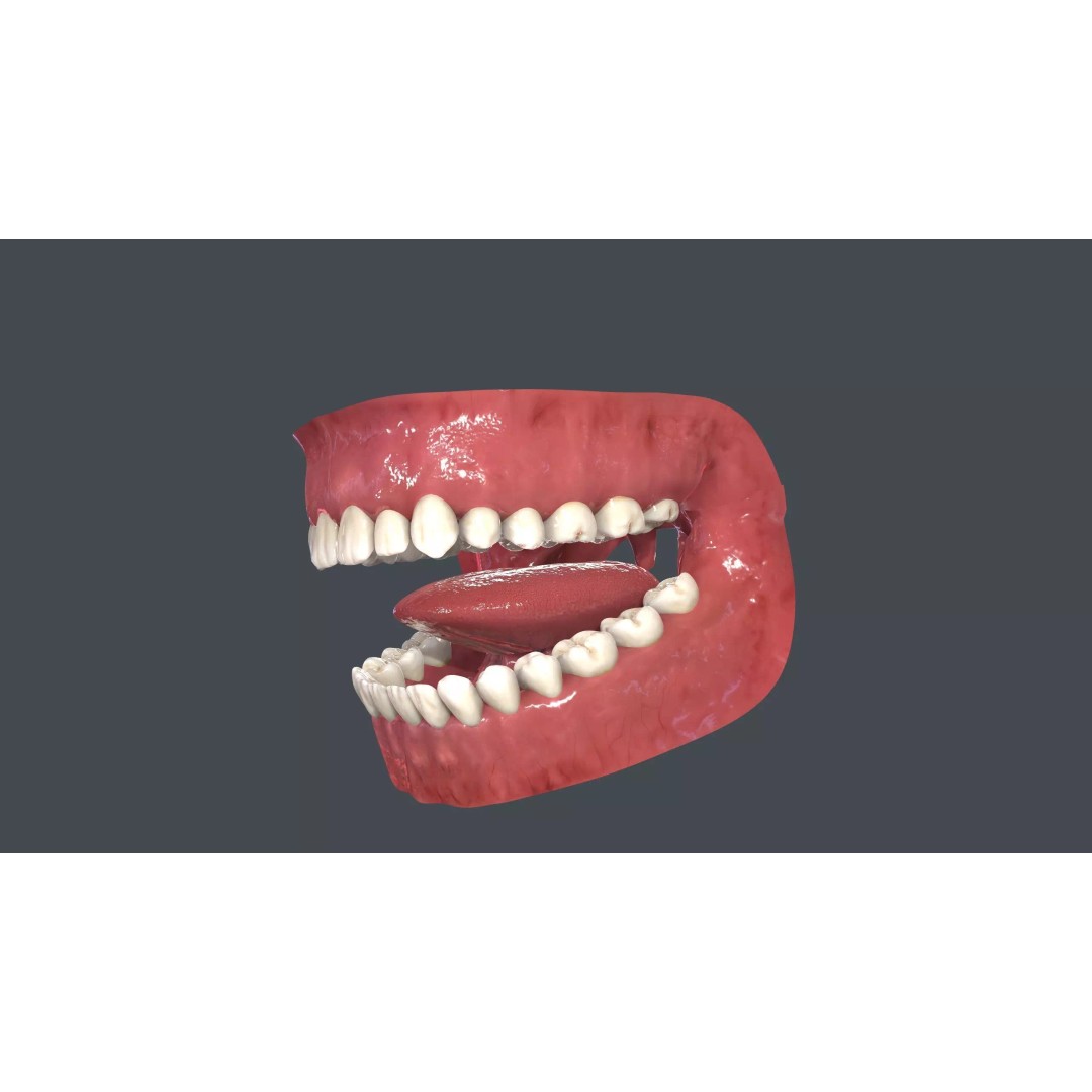 Human Mouth 3D Model – Low Poly Character Anatomy, FBX & More - View 2