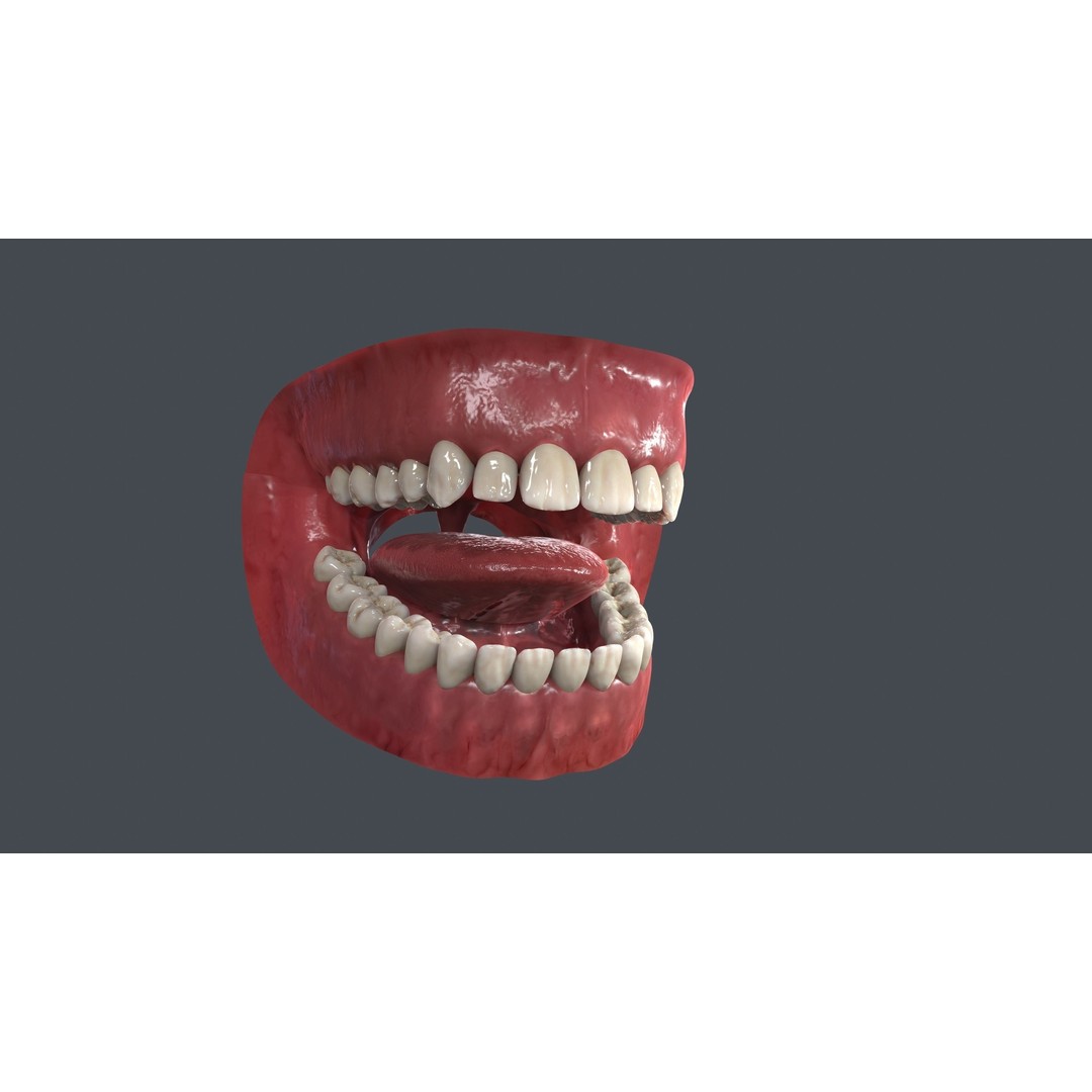 Human Mouth 3D Model – Low Poly Character Anatomy, FBX & More - View 3