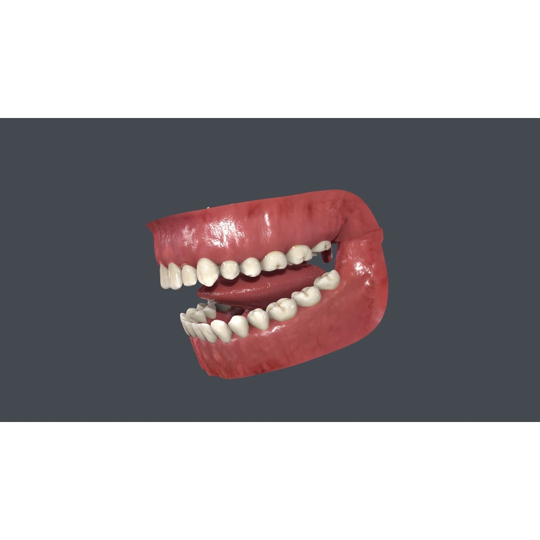 Human Mouth 3D Model – Low Poly Character Anatomy, FBX & More - View 4