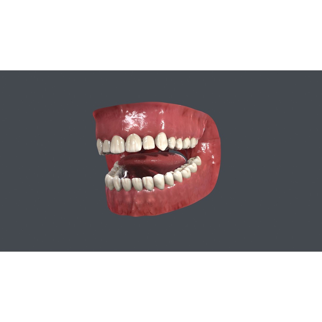 Human Mouth 3D Model – Low Poly Character Anatomy, FBX & More - View 5