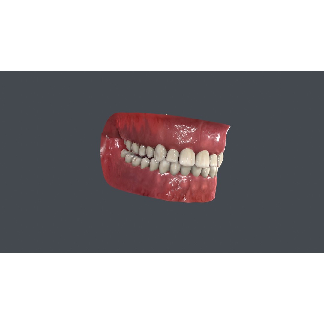 Human Mouth 3D Model – Low Poly Character Anatomy, FBX & More - View 6
