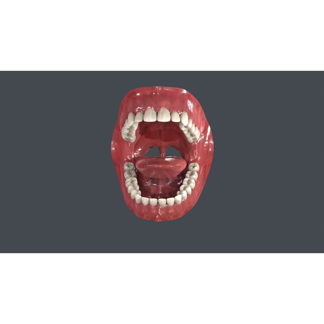 Human Mouth 3D Model – Low Poly Character Anatomy, FBX & More - View 7