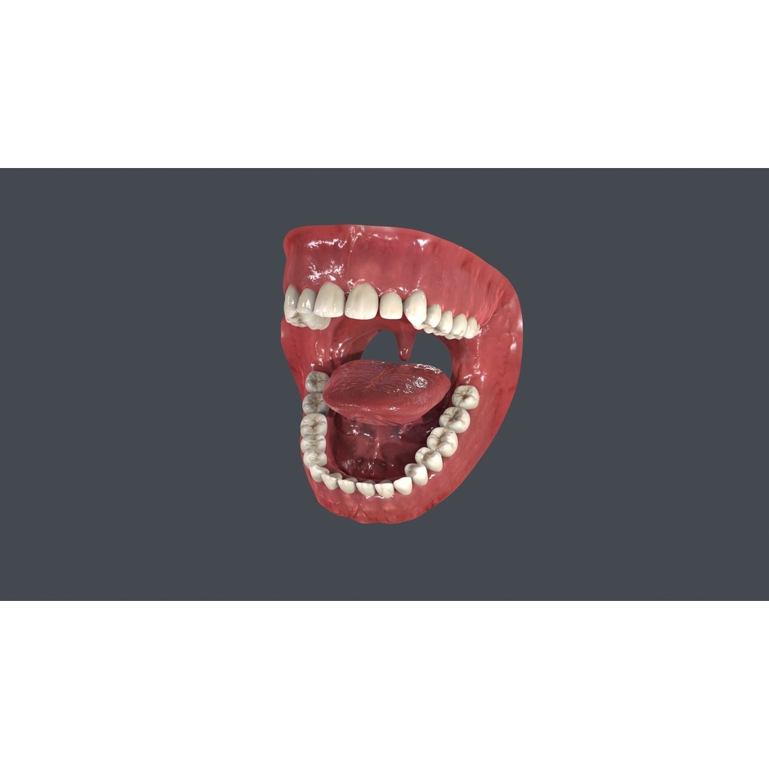 Human Mouth 3D Model – Low Poly Character Anatomy, FBX & More - View 8