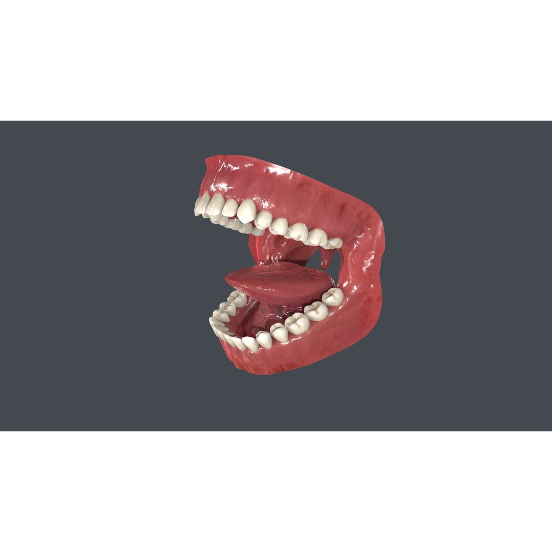Human Mouth 3D Model – Low Poly Character Anatomy, FBX & More - View 9
