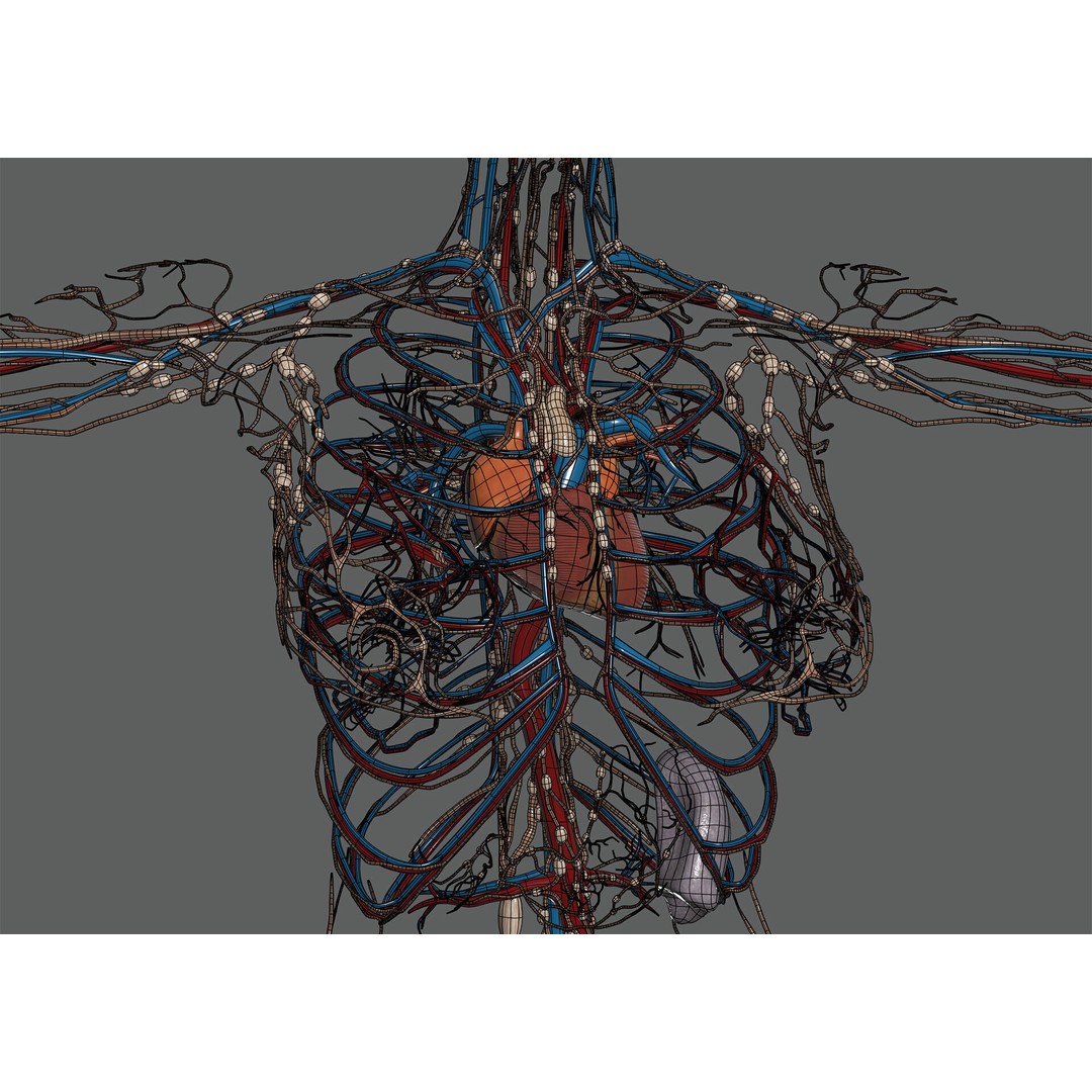 Human Female Anatomy 3D Model – Detailed Circulatory & Lymphatic Systems, FBX