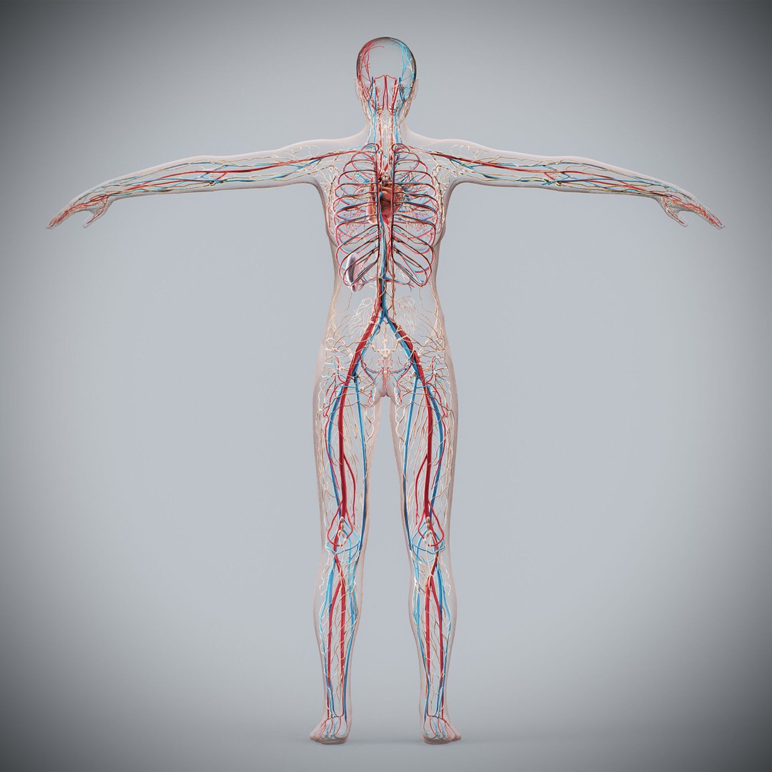 Human Female Anatomy 3D Model – Detailed Circulatory & Lymphatic Systems, FBX - View 10